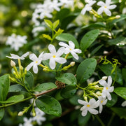 4ft Star Jasmine | Trachelospermum jasminoides | Pyramid Trained | 3L Pot